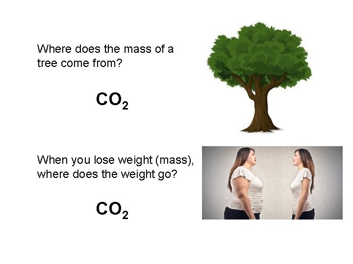 Where does the mass of a tree come from? CO 2 When you lose