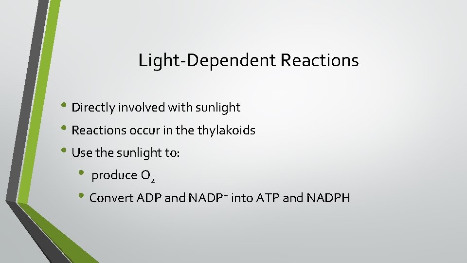 Light-Dependent Reactions • Directly involved with sunlight • Reactions occur in the thylakoids •