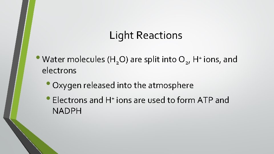 Light Reactions • Water molecules (H 2 O) are split into O 2, H+