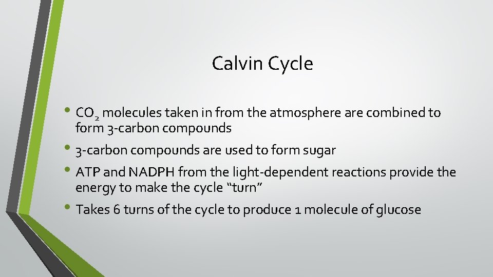 Calvin Cycle • CO 2 molecules taken in from the atmosphere are combined to