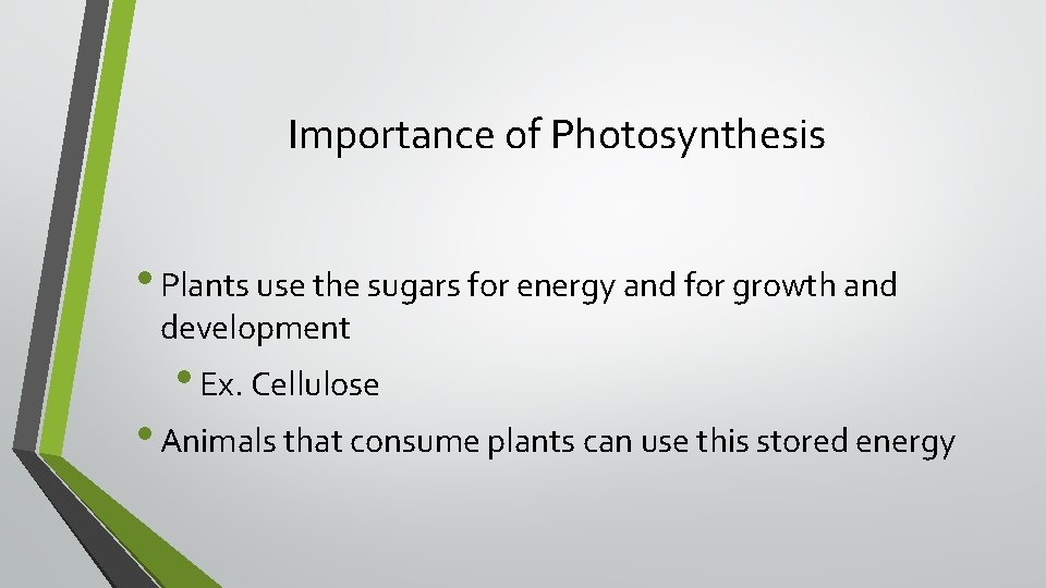 Importance of Photosynthesis • Plants use the sugars for energy and for growth and