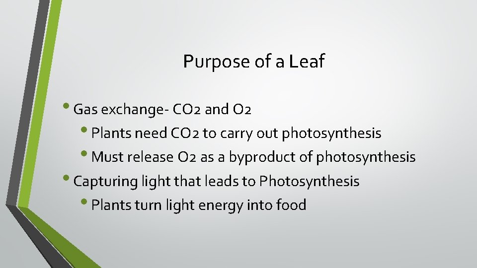 Purpose of a Leaf • Gas exchange- CO 2 and O 2 • Plants