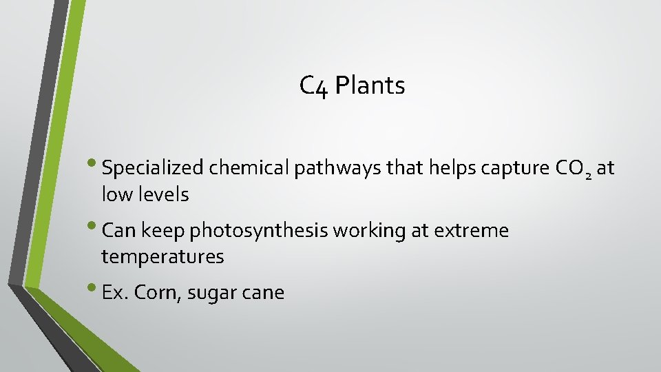 C 4 Plants • Specialized chemical pathways that helps capture CO 2 at low