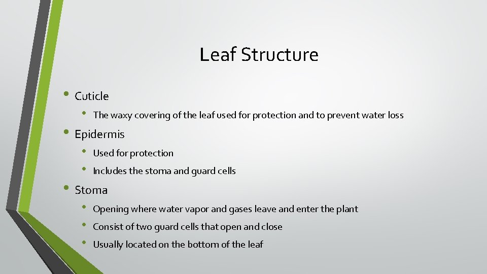Leaf Structure • Cuticle • The waxy covering of the leaf used for protection