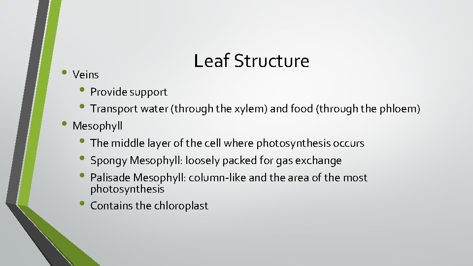 Leaf Structure • Veins • Provide support • Transport water (through the xylem) and