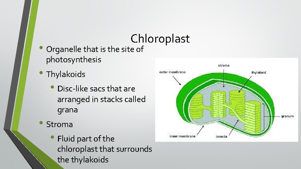 Chloroplast • Organelle that is the site of photosynthesis • Thylakoids • Disc-like sacs