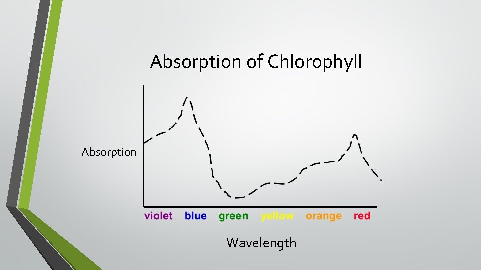 Absorption of Chlorophyll Absorption Wavelength 