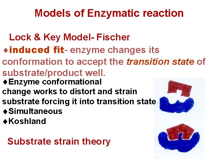 Models of Enzymatic reaction Lock & Key Model- Fischer induced fitfit enzyme changes its