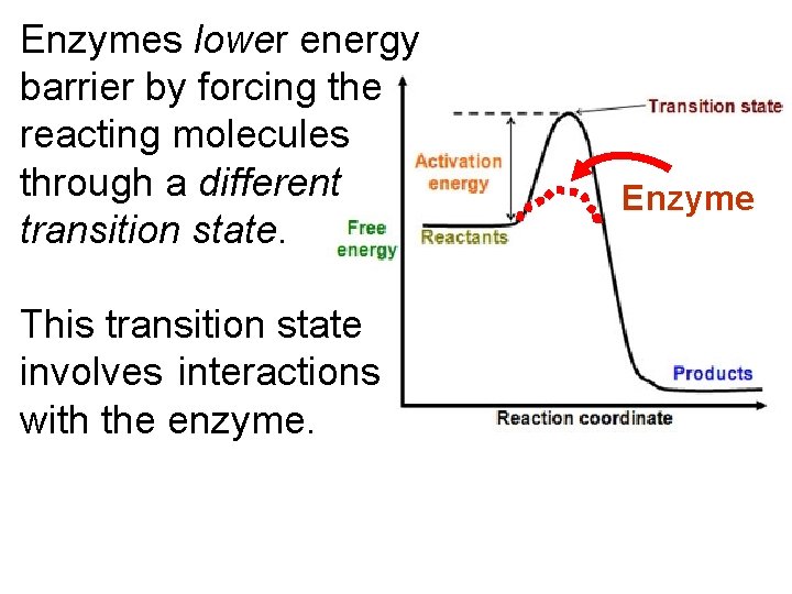 Enzymes lower energy barrier by forcing the reacting molecules through a different transition state.