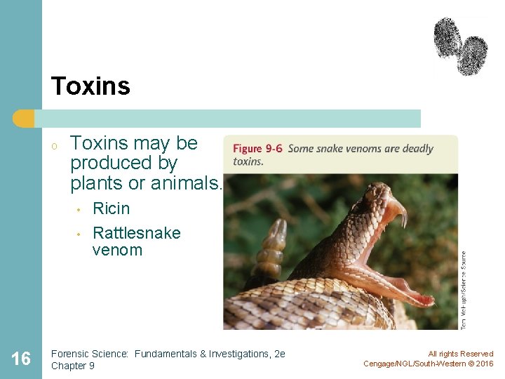 Toxins o Toxins may be produced by plants or animals. • • 16 Ricin