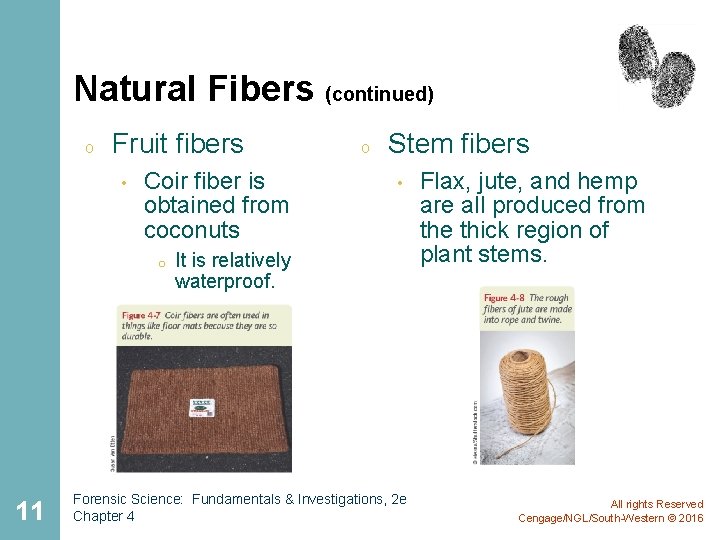 Natural Fibers (continued) o Fruit fibers • Coir fiber is obtained from coconuts o