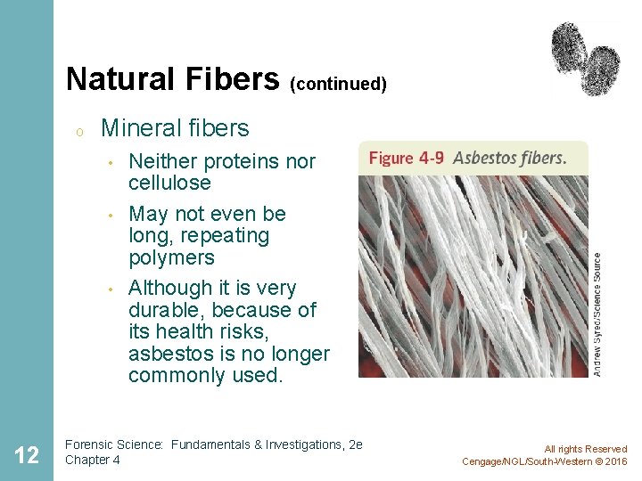 Natural Fibers (continued) o Mineral fibers • • • 12 Neither proteins nor cellulose