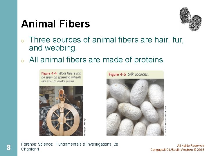 Animal Fibers o o 8 Three sources of animal fibers are hair, fur, and
