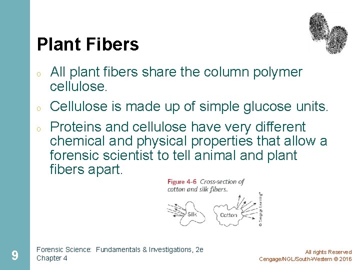 Plant Fibers o o o 9 All plant fibers share the column polymer cellulose.