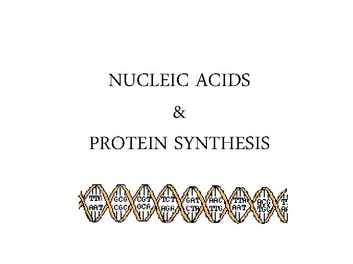 NUCLEIC ACIDS & PROTEIN SYNTHESIS 