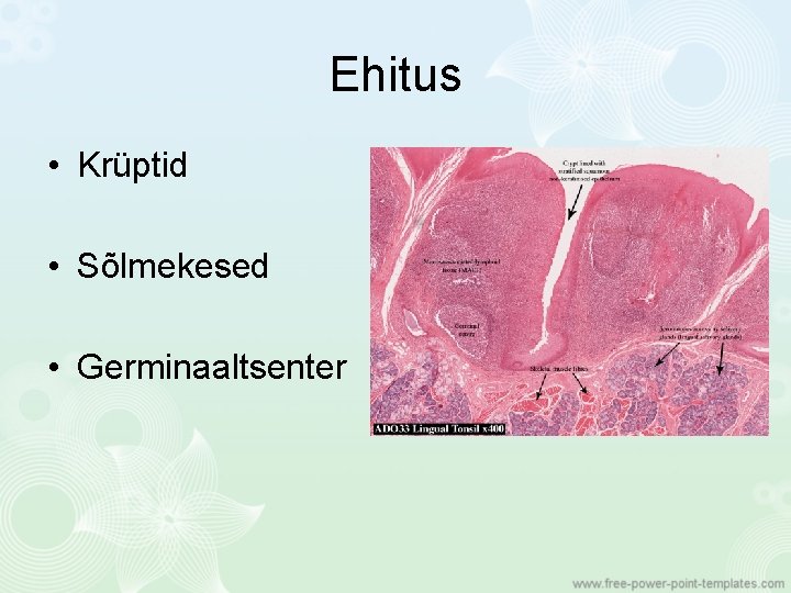 Ehitus • Krüptid • Sõlmekesed • Germinaaltsenter 