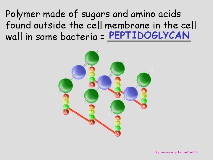 Polymer made of sugars and amino acids found outside the cell membrane in the