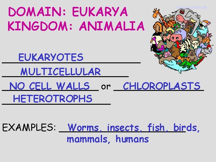 DOMAIN: EUKARYA KINGDOM: ANIMALIA http: //www. millan. net EUKARYOTES ____________ MULTICELLULAR ___________ NO CELL