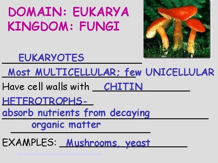 DOMAIN: EUKARYA KINGDOM: FUNGI EUKARYOTES ____________ Most MULTICELLULAR; few UNICELLULAR ___________ CHITIN Have cell