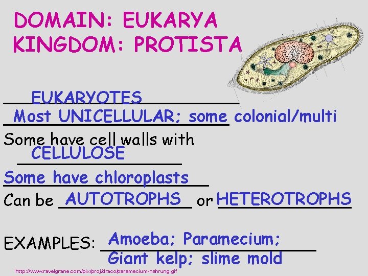 DOMAIN: EUKARYA KINGDOM: PROTISTA ____________ EUKARYOTES Most UNICELLULAR; some colonial/multi ___________ Some have cell