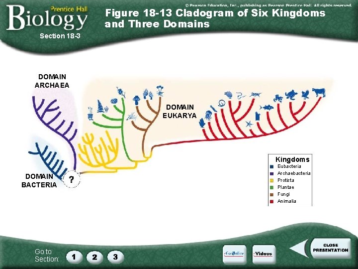 Figure 18 -13 Cladogram of Six Kingdoms and Three Domains Section 18 -3 DOMAIN