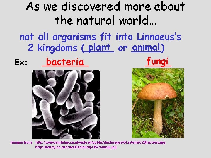 As we discovered more about the natural world… not all organisms fit into Linnaeus’s