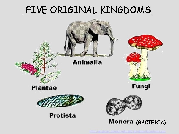 FIVE ORIGINAL KINGDOMS ____________ (BACTERIA) http: //analyzer. depaul. edu/astrobiology/kingdoms. jpg 