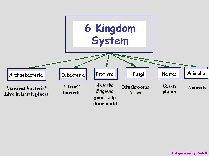 6 Kingdom System Archaebacteria Eubacteria Protista Fungi Plantae Animalia Kidspiration by Riedell 