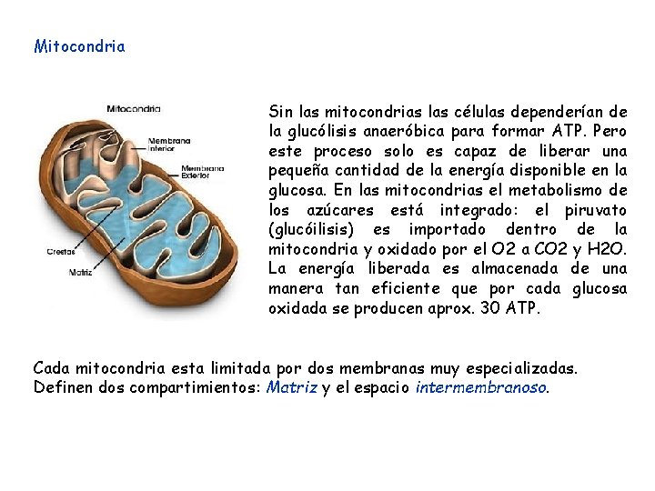 Mitocondria Sin las mitocondrias las células dependerían de la glucólisis anaeróbica para formar ATP.