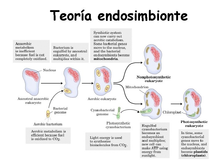 Teoría endosimbionte 