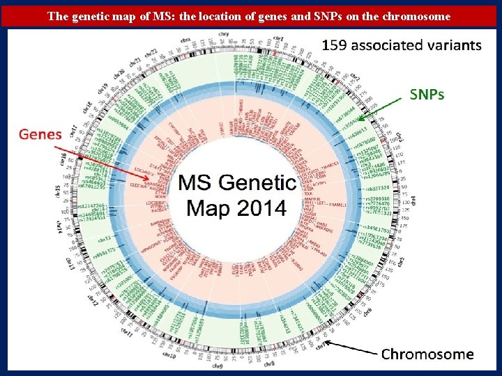 The genetic map of MS: the location of genes and SNPs on the chromosome The genetic map of MS: the location of genes and SNPs on the chromosome