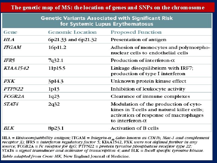 The genetic map of MS: the location of genes and SNPs on the chromosome The genetic map of MS: the location of genes and SNPs on the chromosome