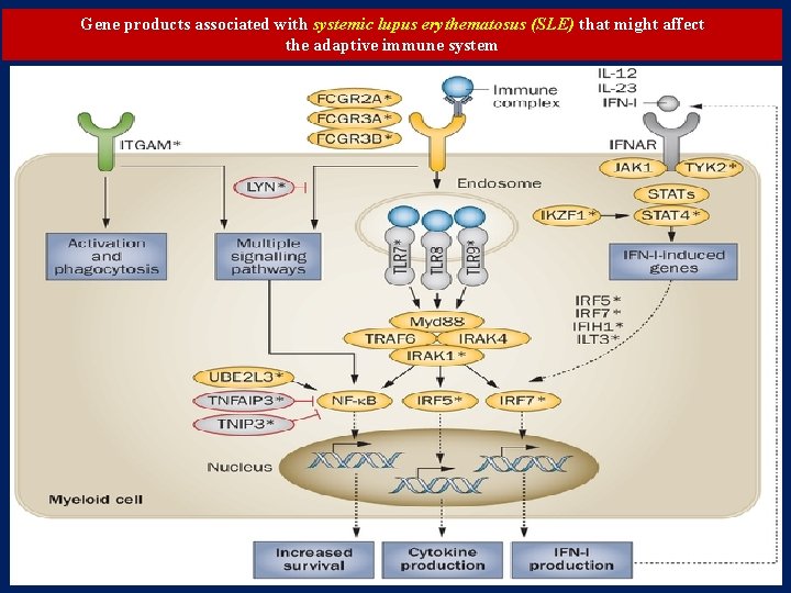 Gene products associated with systemic lupus erythematosus (SLE) that might affect the adaptive immune Gene products associated with systemic lupus erythematosus (SLE) that might affect the adaptive immune