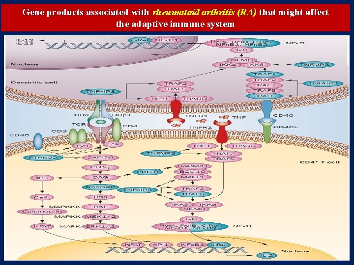 Gene products associated with rheumatoid arthritis (RA) that might affect the adaptive immune system Gene products associated with rheumatoid arthritis (RA) that might affect the adaptive immune system