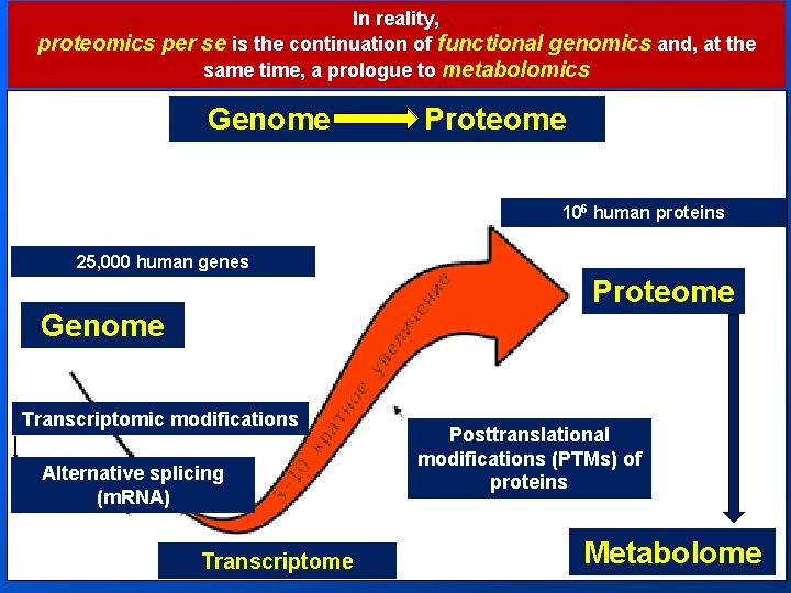 In reality, proteomics per se is the continuation of functional genomics and, at the In reality, proteomics per se is the continuation of functional genomics and, at the