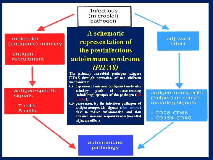 A schematic representation of the postinfectious autoimmune syndrome (PIFAS) The primary microbial pathogen triggers A schematic representation of the postinfectious autoimmune syndrome (PIFAS) The primary microbial pathogen triggers