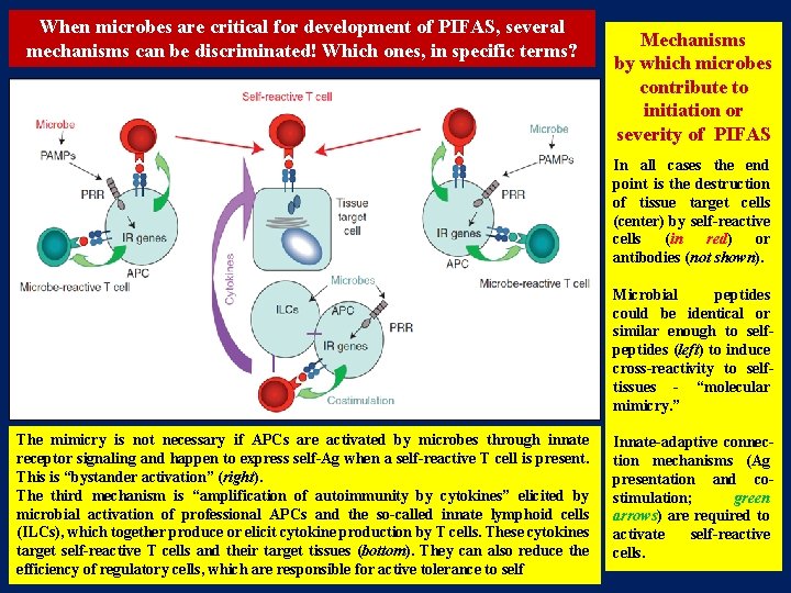 When microbes are critical for development of PIFAS, several mechanisms can be discriminated! Which When microbes are critical for development of PIFAS, several mechanisms can be discriminated! Which