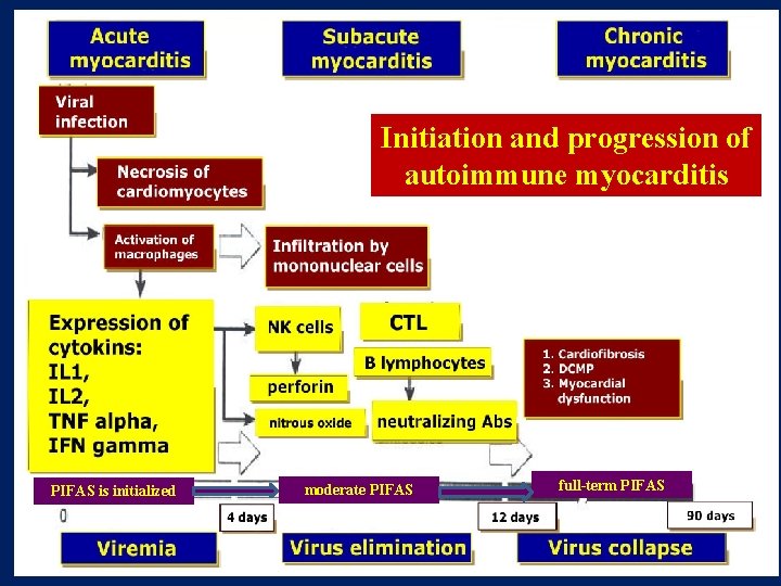 Initiation and progression of autoimmune myocarditis PIFAS is initialized moderate PIFAS full-term PIFAS Initiation and progression of autoimmune myocarditis PIFAS is initialized moderate PIFAS full-term PIFAS