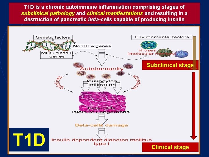 T 1 D is a chronic autoimmune inflammation comprising stages of subclinical pathology and T 1 D is a chronic autoimmune inflammation comprising stages of subclinical pathology and