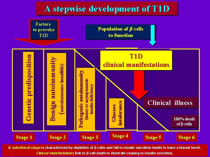A stepwise development of T 1 D Stage 3 Glucose intolerance Stage 2 T A stepwise development of T 1 D Stage 3 Glucose intolerance Stage 2 T