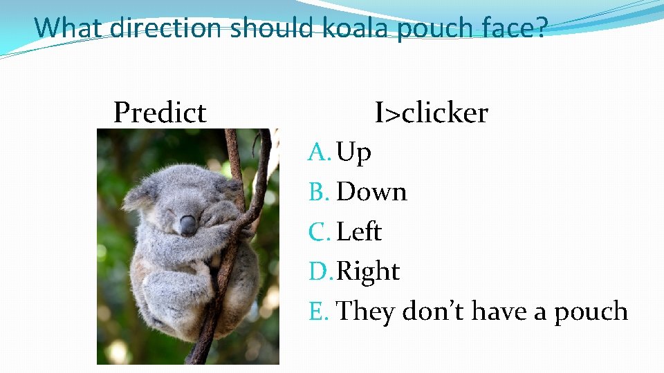 What direction should koala pouch face? Predict I>clicker A. Up B. Down C. Left