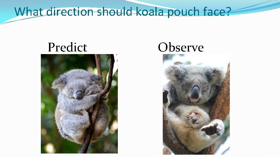 What direction should koala pouch face? Predict Observe 