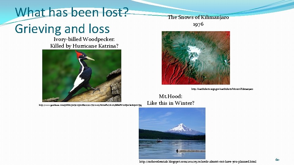 What has been lost? Grieving and loss The Snows of Kilimanjaro 1976 Ivory-billed Woodpecker: