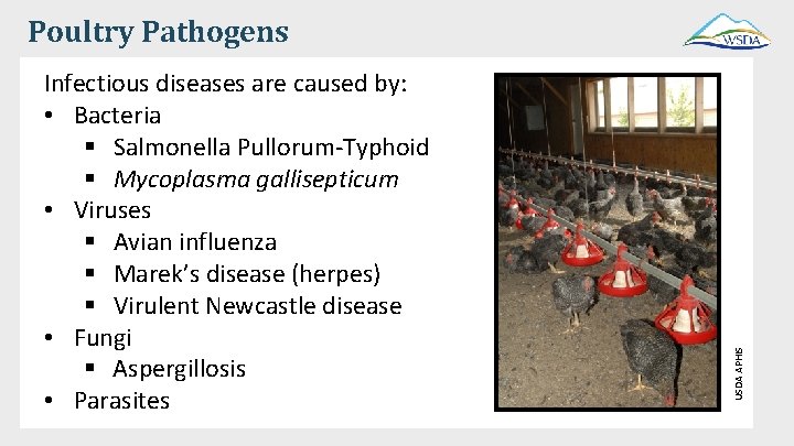 Infectious diseases are caused by: • Bacteria § Salmonella Pullorum-Typhoid § Mycoplasma gallisepticum •