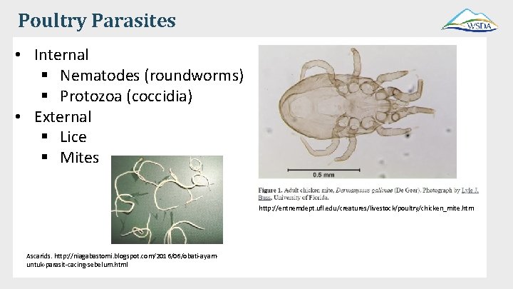 Poultry Parasites • Internal § Nematodes (roundworms) § Protozoa (coccidia) • External § Lice