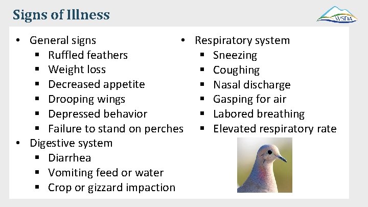 Signs of Illness • General signs • Respiratory system § Ruffled feathers § Sneezing