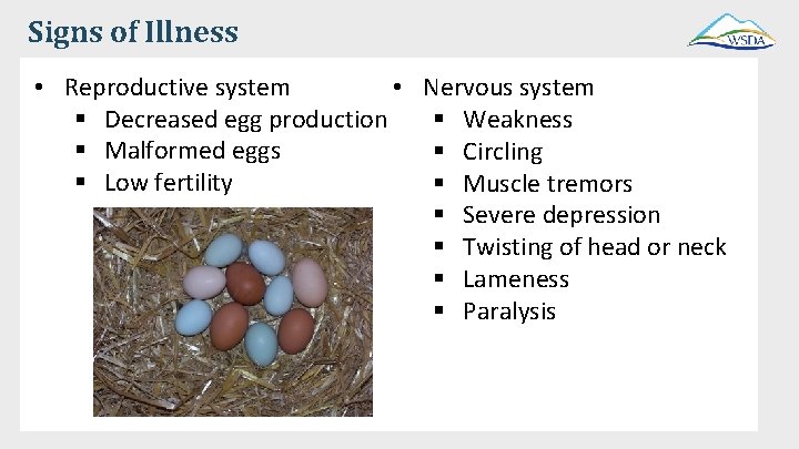 Signs of Illness • Reproductive system • Nervous system § Decreased egg production §