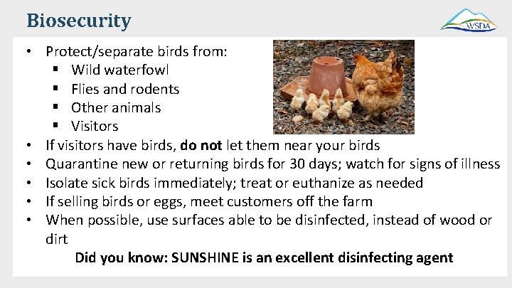 Biosecurity • Protect/separate birds from: § Wild waterfowl § Flies and rodents § Other