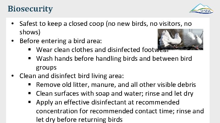 Biosecurity • Safest to keep a closed coop (no new birds, no visitors, no