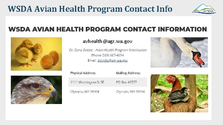 WSDA Avian Health Program Contact Info avhealth@agr. wa. gov 